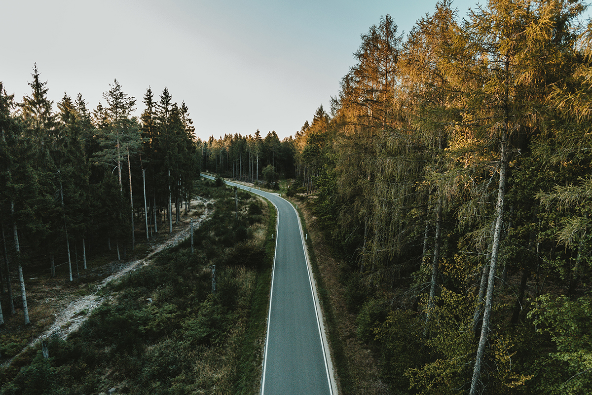 Forest Highway With Green Leaves